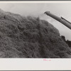 Wheat straw being piled by cyclone stacker, central Ohio (see general caption)