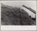 Wheat straw being piled by cyclone stacker, central Ohio (see general caption)