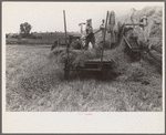 Threshing wheat in central Ohio