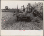 Threshing wheat in central Ohio