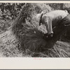 Tying bundles of wheat by hand, central Ohio