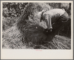 Tying bundles of wheat by hand, central Ohio