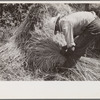 Tying bundles of wheat by hand, central Ohio