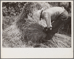 Tying bundles of wheat by hand, central Ohio