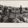 Threshing wheat in central Ohio