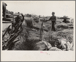 Threshing wheat in central Ohio