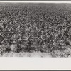 Field of young corn, central Ohio
