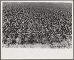 Field of young corn, central Ohio