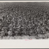 Field of young corn, central Ohio