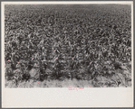 Field of young corn, central Ohio