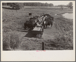 Rack for feeding cattle in central Ohio