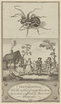 The tarantula, with the method of curing those stung by it, which is effected by music and dancing