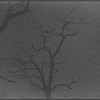 Central Park. New York, NY