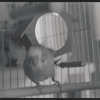 Bird in cage. New York, NY