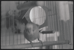 Bird in cage. New York, NY