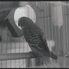 Bird in cage. New York, NY