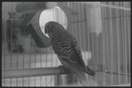 Bird in cage. New York, NY