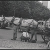Carriage horse. New York, NY