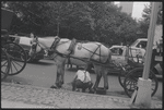 Carriage horse. New York, NY