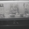 Window display