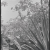 Outdoor plants