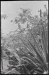 Outdoor plants