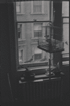 Birdcage near window. New York, NY