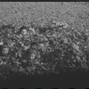 Children buried in leaves