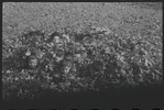 Children buried in leaves