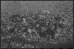 Children buried in leaves