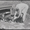 Man feeding cats