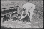 Man feeding cats