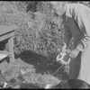 Man feeding cats