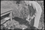 Man feeding cats