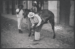 Man removing horseshoe