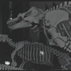 American Museum of Natural History. New York, NY