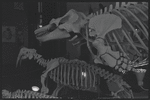 American Museum of Natural History. New York, NY