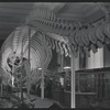 American Museum of Natural History. New York, NY
