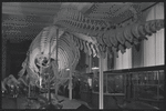 American Museum of Natural History. New York, NY