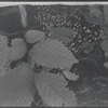 Plant life