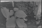 Plant life