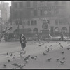 Pigeons. New York, NY