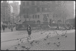 Pigeons. New York, NY