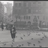 Pigeons. New York, NY