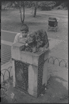 Dog drinking from water fountain