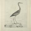 Crane of the Miami River Ohio.