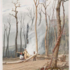 Spring. Burning fallen trees in a girdled clearing.  Western scene.