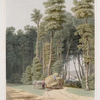 Summer.  A road accident.  A glimpse thro' an opening of the primitive forest, Thornville, Ohio.