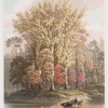Autumn.  Gigantic sycamores.  An ox team crossing the ford.  Owl Creek, Ohio.