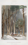 Winter.  Impeded travellers in a pine forest.  Upper Canada.